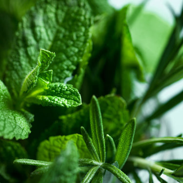 Face & Body Mist - Rosemary & Mint - Botanical SPA